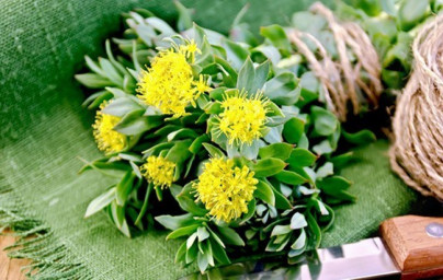 Rožni koren (Rhodiola Rosea) Rožni koren (Rhodiola Rosea)